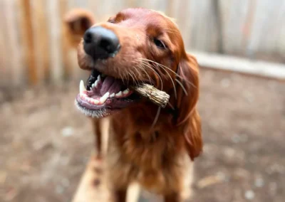 Dog proudly holding a stick while playing in the forest yard