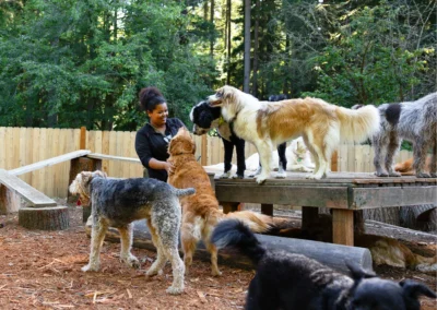 Two dogs standing on a log in the forest play area