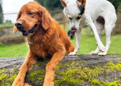 Pack of dogs posing together on forest steps for a group photo