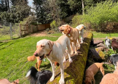 Dog chewing a toy while relaxing in the forest yard
