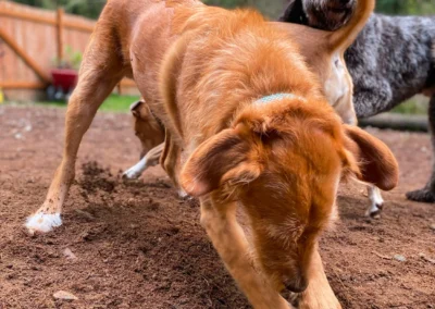 Dog shaking off water after a splash in the play yard