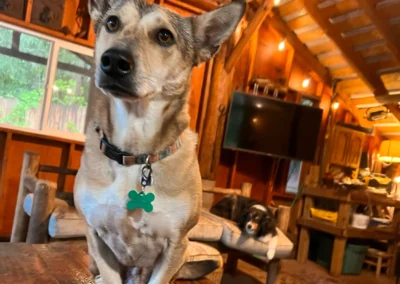 Dogs resting together on a blanket in a cozy cabin setting
