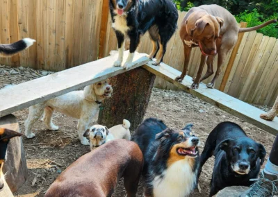 Dogs exploring a forest clearing during outdoor daycare