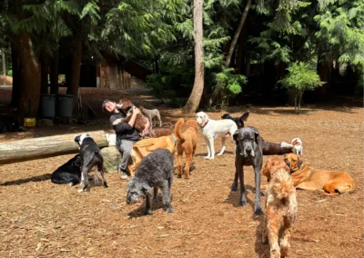 Dogs curiously looking through a forest fence during outdoor play