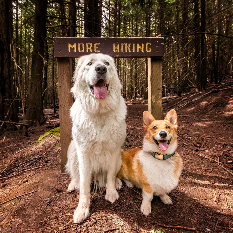 Two happy dogs sitting on a forest trail under a ‘More Hiking’ sign at Camp Happy Paws